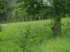 公園 深大寺自然広場 野草園の口コミ じゃらんnet