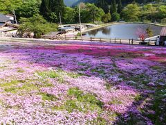 国田家の芝桜の口コミ一覧 じゃらんnet