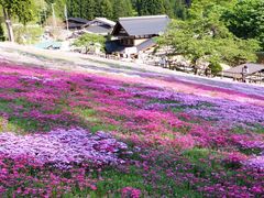 国田家の芝桜の口コミ一覧 じゃらんnet