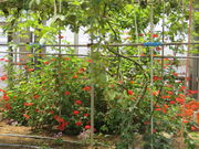 Ԃ񂳂̐˔_ƌ̓eʐ^2