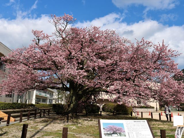 2017/3/15 �B�e_�h�{�s�����̊���