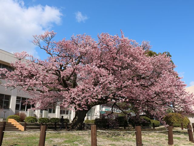 2017/3/15 �B�e_�h�{�s�����̊���