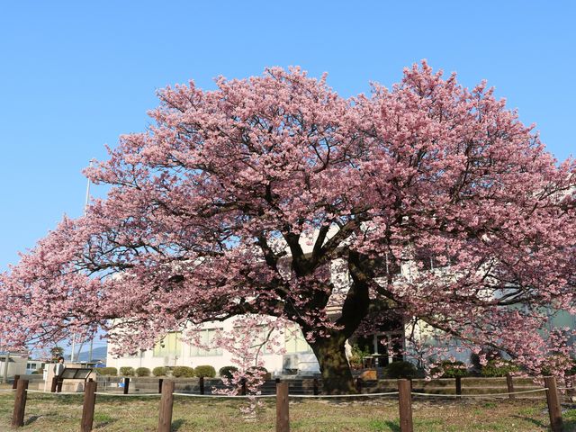 �e�c��������̖h�{�s�����̊����̓��e�ʐ^3