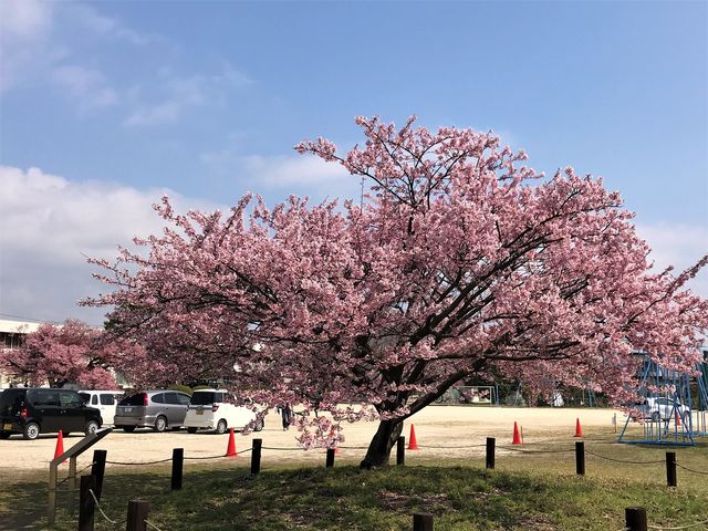 2��ڂƉ������� 2018/3/24 �B�e�@_�h�{�s�����̊���