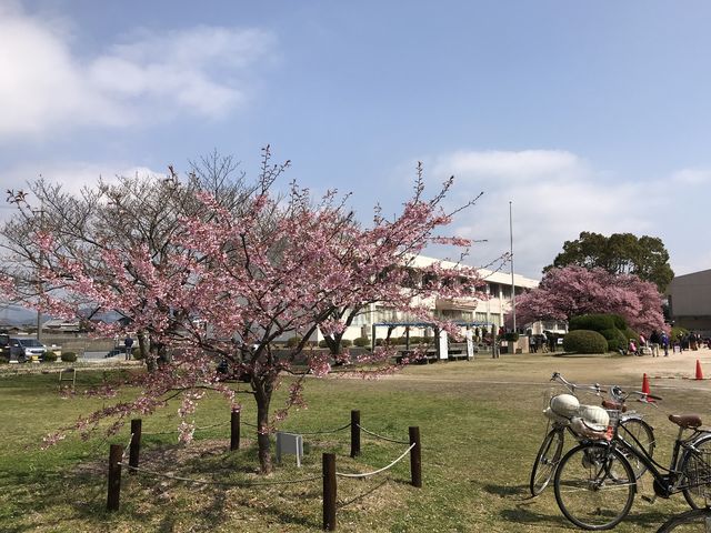 3��ڂƉ������� 2018/3/24 �B�e
_�h�{�s�����̊���