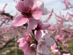 桃源郷 和歌山県紀の川市 の口コミ一覧 じゃらんnet