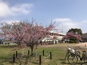 �e�c��������̖h�{�s�����̊����̓��e�ʐ^6