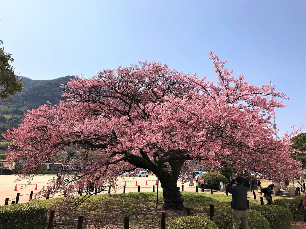 防府市向島の寒桜