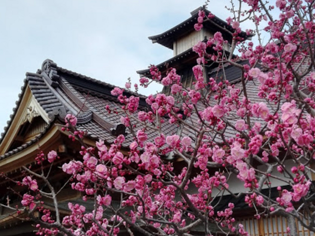 �~�̑N�₩�ȃs���N�͖ڂ������܂��I_�ܗŊs����