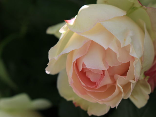 �K�N_�P�H�΂牀