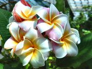 T{񂳂̔旧MъAق̓eʐ^2