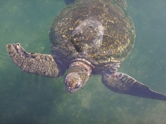 �I�X�Ɖj�����݂���_���{�C������