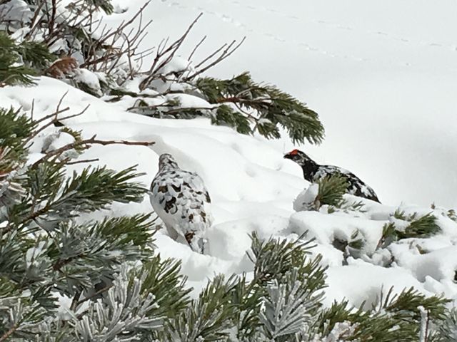 �Y�Ǝ��̗��������ǂ����܂�����_�݂��肪�r