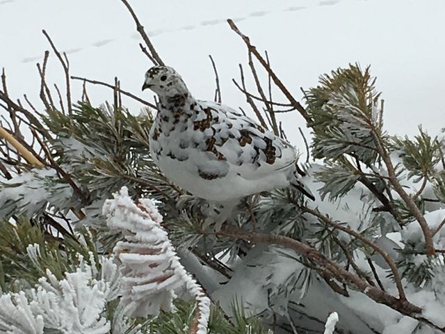 ���̗�����_�݂��肪�r