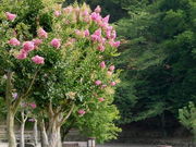 tos����̕������̃T���X�x���̓��e�ʐ^1