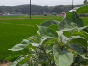 ݁B̎sRi֓ӂꂠ̓j̓eʐ^1