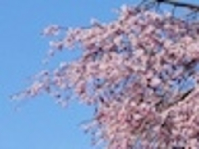 ANZ[JČ̃V_UN̓eʐ^1