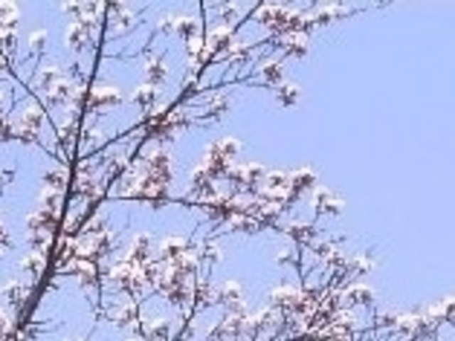 ANZ[JC̏RjՌ̍̓eʐ^1