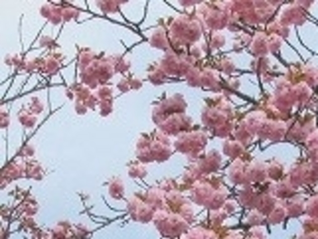 ANZ[JC̉Ԃ̋u̍̓eʐ^1