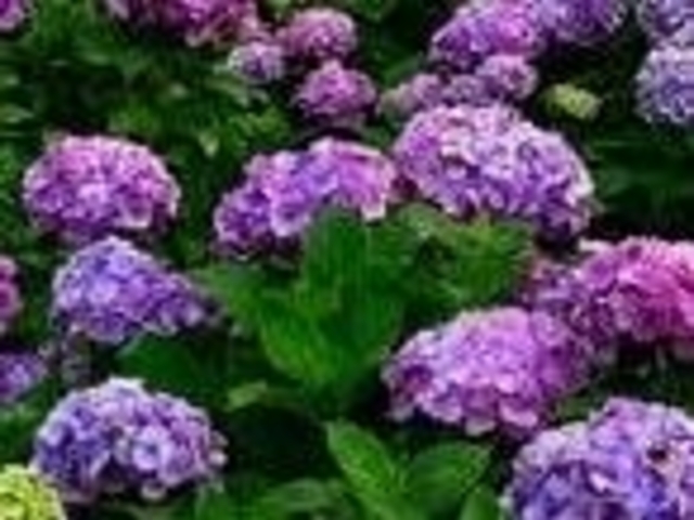 千人塚公園のアジサイ_中央アルプス県立千人塚公園のアジサイ