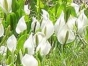 ANZ[JC̎uꍂ̐mԂ̓eʐ^1