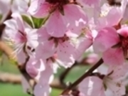 �A�N�Z���[���J�C����̒���s�̓��̉Ԃ̓��e�ʐ^1