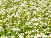 ANZ[JC̊Jĉ΂̉Ԃ̓eʐ^1