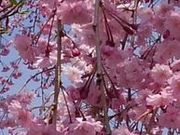 ANZ[JC̓ca򋽂̓̉Ԃ̓eʐ^1