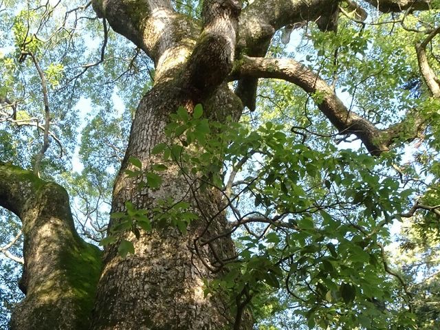 �v�w��A�P���Č����܂���_�ɜQ���_�{�̕v�w��