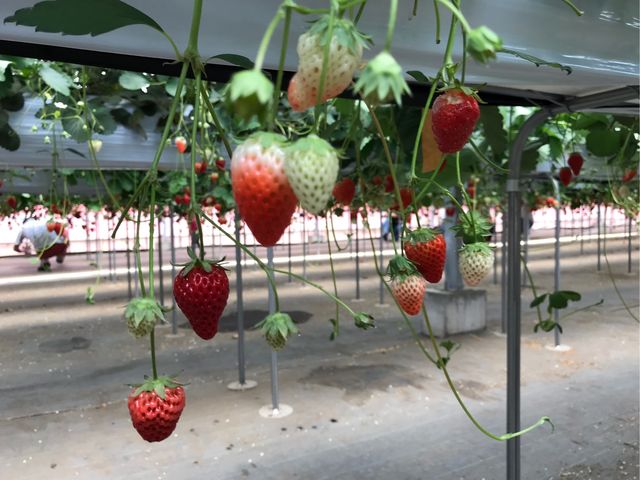 ���Ԃ肾�����͔�������_�V��t�@�[���͂��ҁ[��������