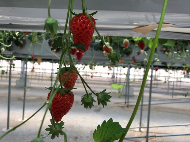 �Ԃ��n�����C�`�S_�V��t�@�[���͂��ҁ[��������