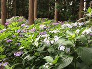 �܂�񂳂�̐����R���{���̓��e�ʐ^1