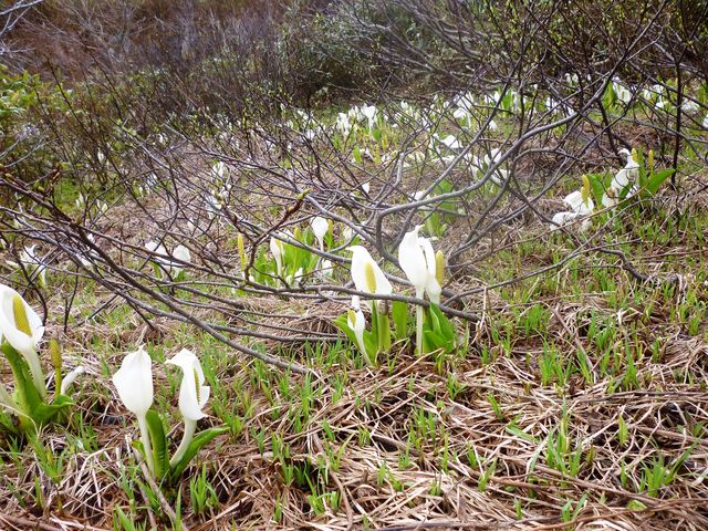 2017�N5���������B�e�j�u�y���������V�����v���m��_�y���������V����