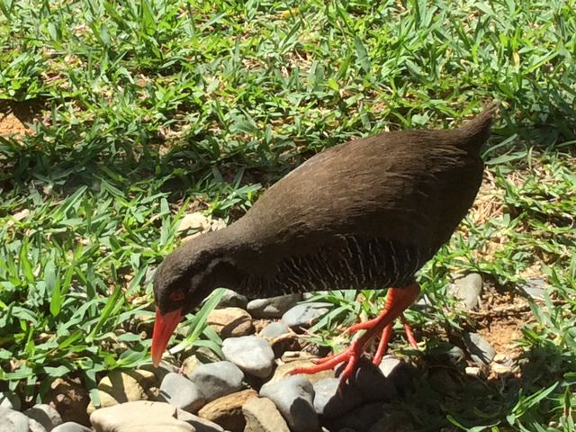 �ԋ߂Ō���܂�_�����o���N�C�i���ԓW���w�K�{��