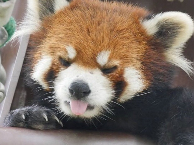 ���b�T�[�p���__���R������