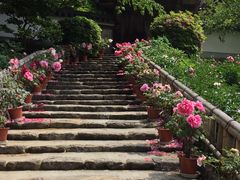 長谷寺の牡丹の口コミ一覧 じゃらんnet