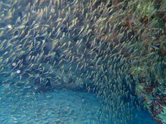 ܂Ă񂮂̐̓A@Dive@ւ̓eʐ^1