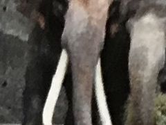 �݂�����񂳂�̉��l�s�����򓮕����ւ̓��e�ʐ^1