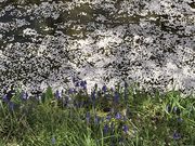 ���܂���񂳂�̋��󑠒J��ȍ����؂̓��e�ʐ^2