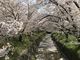 あまちゃんさんの虚空蔵谷川畔桜並木への投稿写真3