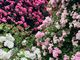 よいちさんの双松公園のバラの投稿写真1
