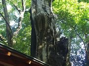 ܂[񂳂̖̌_؂̓eʐ^1