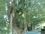 �L���^�J����̎O����̓��C�`���E�̓��e�ʐ^2