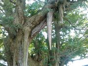 �L���^�J����̎O����̓��C�`���E�̓��e�ʐ^3