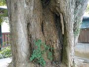 �L���^�J����̎O����̓��C�`���E�̓��e�ʐ^4