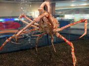 �܂�[�񂳂�̂��ɂ����ق̓��e�ʐ^1