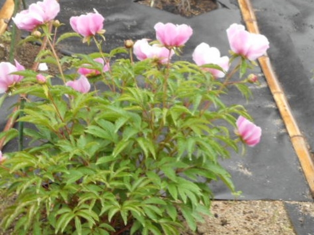 Ⴝ낤̎ώ̃{^̓eʐ^1