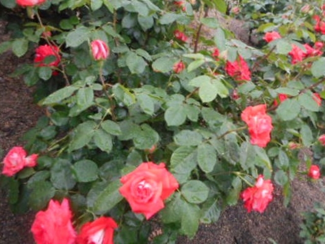 ��_�΂�����̂΂�