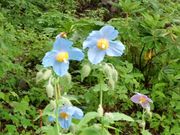 �悵�߂���̑��X�̃K�[�f���̓��e�ʐ^1