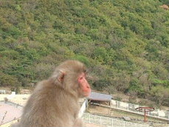 お猿さんたちを身近に見ることができる楽しいスポット、銚子渓自然